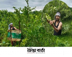বিশ্বনাথে লেবু চাষে লাভবান সাংবাদিক বদরুল